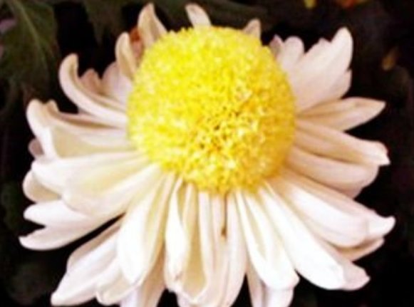  『养盆』喜欢菊花，不如养盆“菊中珍品”洹水明珠，似夜光明珠，美丽高雅