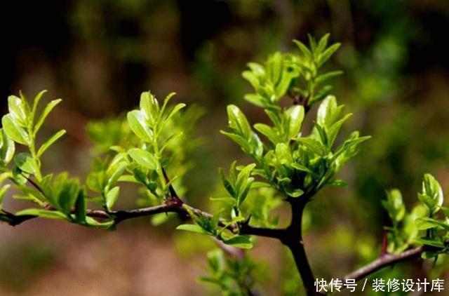  『就可以』周末上山挖根“野生枣”，枝干古雅、气质悠然，枣花簌簌太美了！