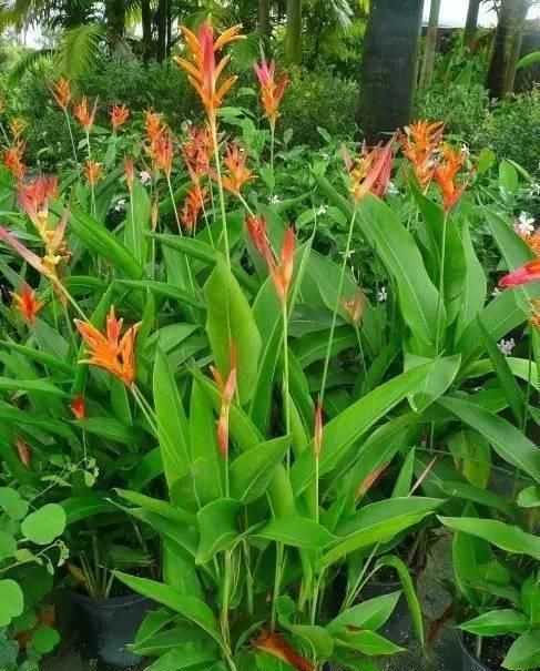  『独具』独具热带风情的植物，清凉叶子中的灿烂花儿