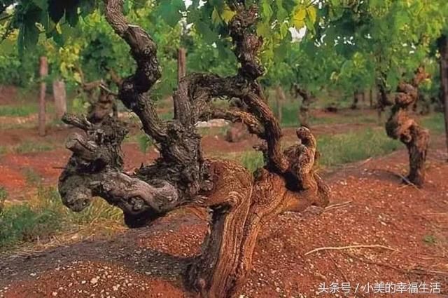 喝葡萄酒100元的和1000元的到底有什么不一样