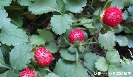 1种野果，人称“蛇泡草”，老人说“蛇才能吃”，殊不知，很珍贵