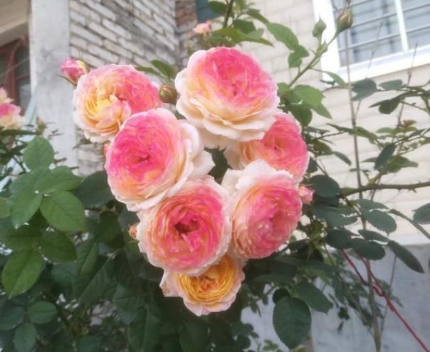  #春天#花期超长的5种花，最适合春天种，一开就是大半年