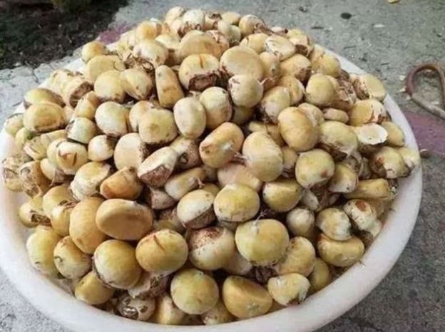  【板栗】遇丰收年，多地价格不足4元，农民打算砍树，市场一斤却