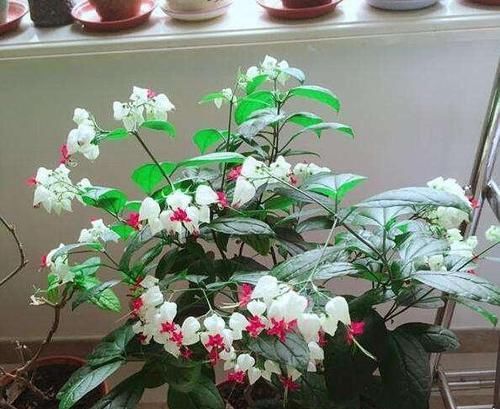 『绿萝』别养绿萝了,这“2种花”好养活,泡水里7天生白根,开花多又美!