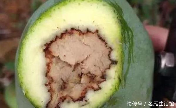 腐烂|腐烂的芒果别急着丢,有两种极好的处理方法,竟让它变废为宝