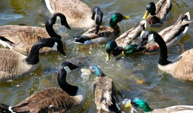 这个小镇因鲤鱼太多,每年接待50万游客,鸭子能踩鱼行走成奇景