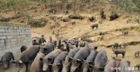 18年起, 农村这些地区“禁止”养殖, 不听劝阻的, 会被拆除并罚款