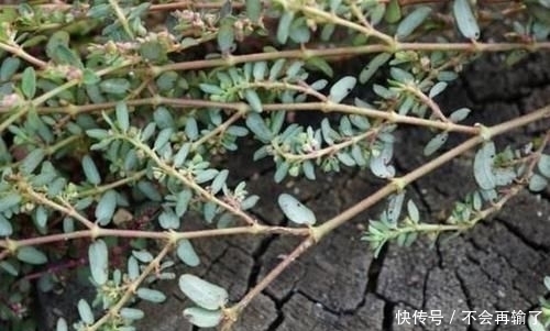  『人称』农地里，1种杂草奇特，枝条像“蜈蚣”，人称“千根草”，珍贵！