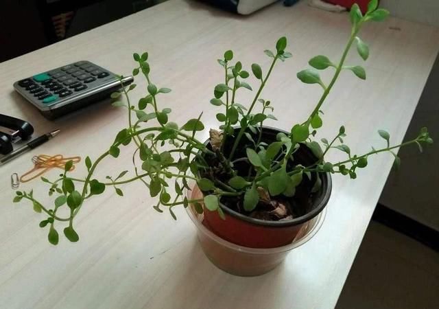 光照:花儿又细又长,徒长怎么办?简单3招,长得更快更壮颜值高