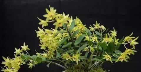  『盆栽』新型盆栽花卉，花量具多，金黄色花朵，香气怡人，营养价值很高