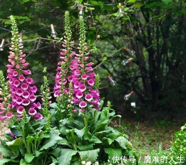 『节节』一个花箭1米8,茎秆上面全是花,种一棵毛地黄,节节都有花