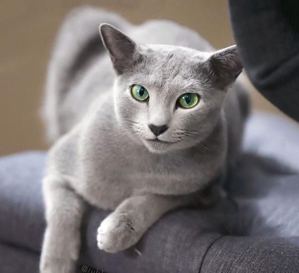 「有趣」超有趣的“变脸猫大赛”，猫看后自己都笑了……