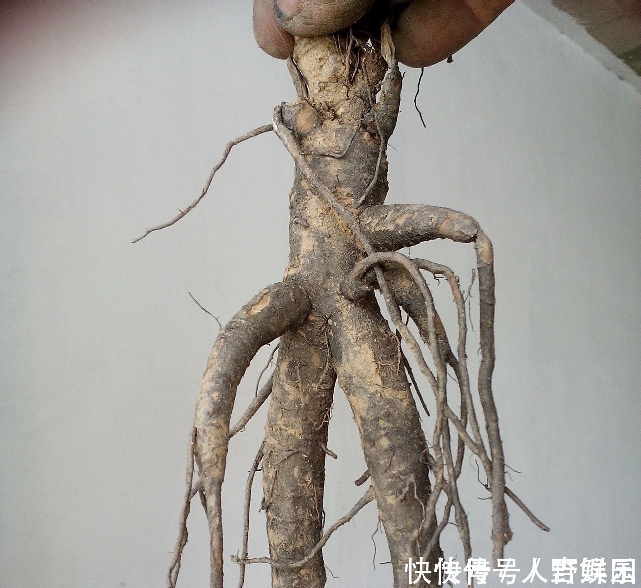  营养■农村这植物，人称“土人参”，营养极高，十分珍贵，遇到