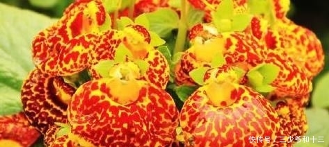  「美丽」秋天最好种这种花。一棵花开了，一棵美丽的大气引起人们的爱