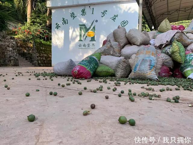  种子■30年前在云南种下的这枚夏威夷果种子，今天正式结果了