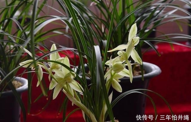  『美极了』兰花养护注重“4要点”，枝繁叶茂，高洁淡雅，美极了，赶紧试试