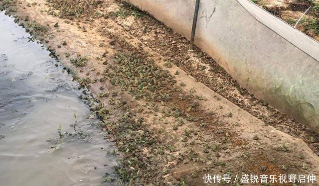  农业害虫■一年吃数万只农业害虫，一次产卵6千粒，却只能靠养殖