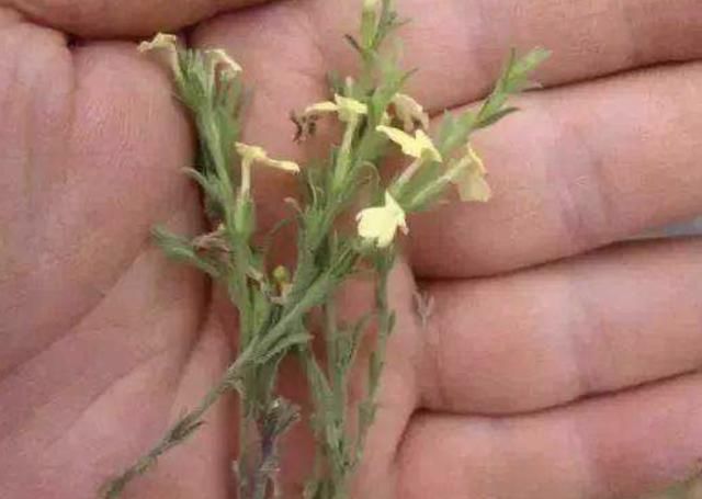  药草@长在农地里，人称疳积草，看着没有1米高，却是“药草”，