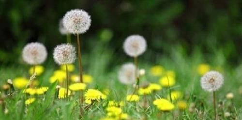  『生长』春天乡下1野花，名蒲公英，花色泽金黄，10人里9人不知其神效