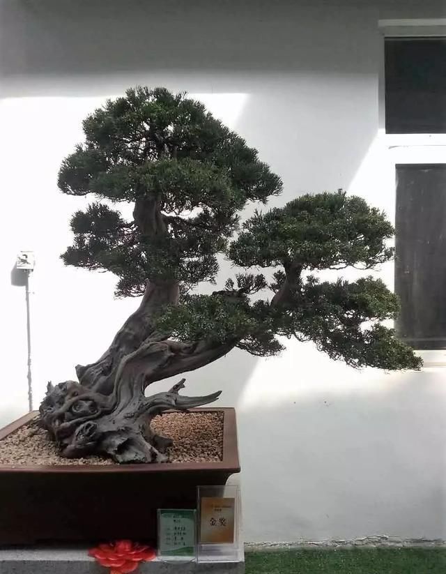 中国?新沂第二届精品盆景展回顾