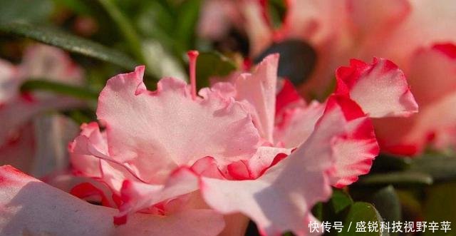 一花一世界，一叶一菩提——奇花异草西洋鹃，赏花旅游百里杜鹃花