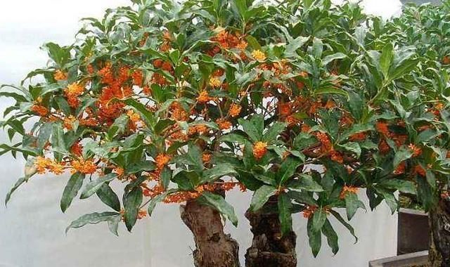  [花钱]能做“药膳”的3种植物，在家养1盆，“小病小灾”都不用花钱了！