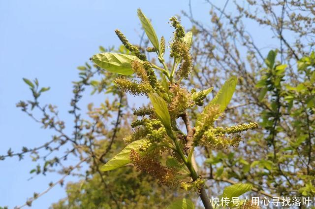 【春风】花开花落弹指间,唯有春风年复年!