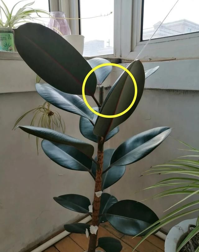  #散射光好#3种树，每月砍1刀，呼呼疯狂冒新芽！