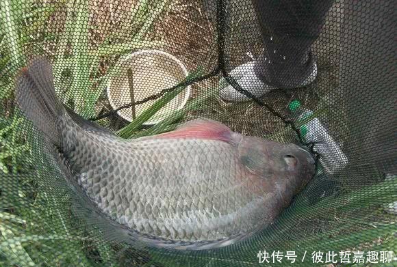#广西#罗非鱼王?广西钓友,水闸下钓起6斤罗非鱼,钓友:活了十多年!