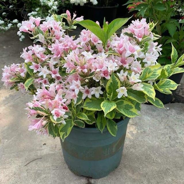  『最旺』锦带花正迎来最旺期，繁花似锦好圆满，看着就满满幸福！