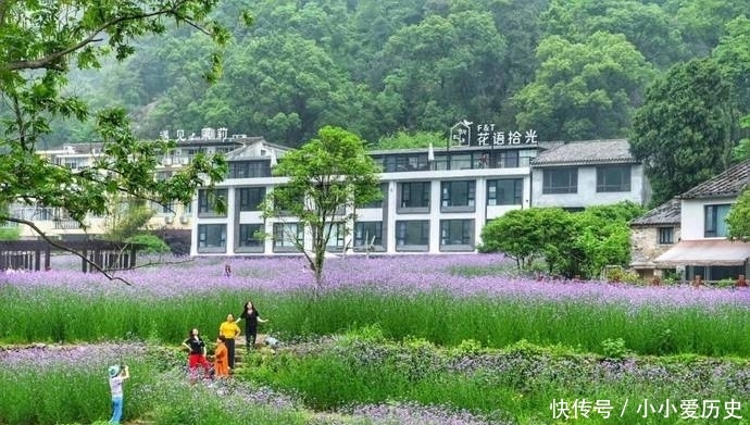 #花海#雁荡山景区的“普罗旺斯”,网红马鞭草已花开成海,又美还免费!