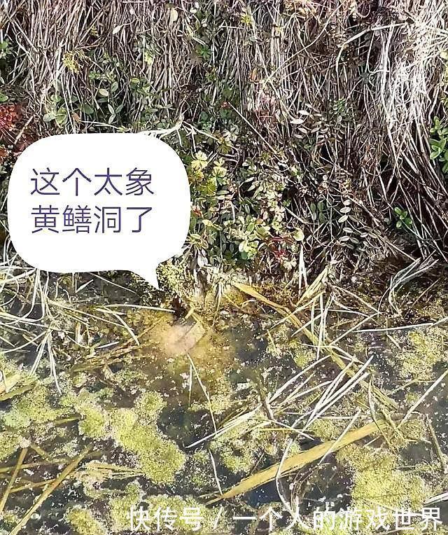 水稻田的黄鳝，草也不吃，也不用喂养，它们是吃什么长大的