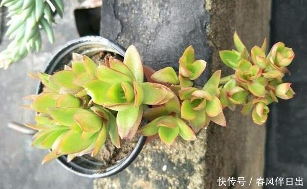 扦插■多肉砍头之后,还有很长的一节主干,剪下来分几段种植能活吗!