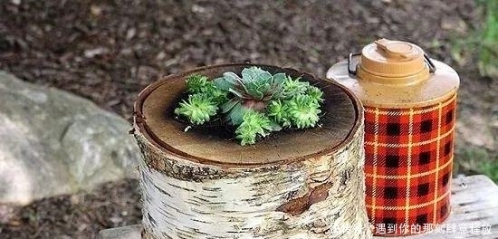除草剂|门前大树桩用这些方法就能轻松去除,你更青睐哪种技巧?