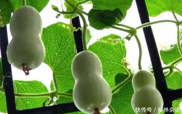  椅子@大爷花10年“种椅子”，一把卖80000！这些文玩在家也能种