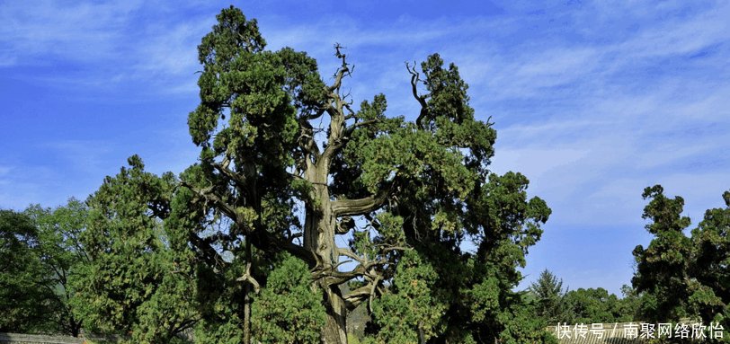 世界上最古老的九大树木, 中国神木上榜, 最后一棵存活9000多年!