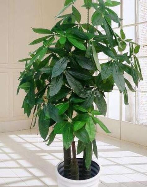 【铜钱草】家里养这几款植物，娇小不占地，比吊兰好养，你养了吗