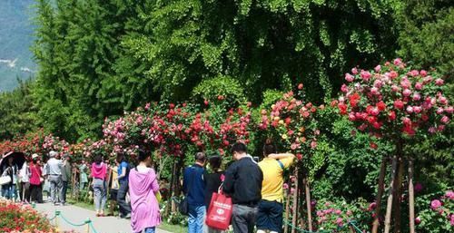  花花■少抽一包芙蓉王，此花也要种1棵，称国内“最美”之花花开3百天