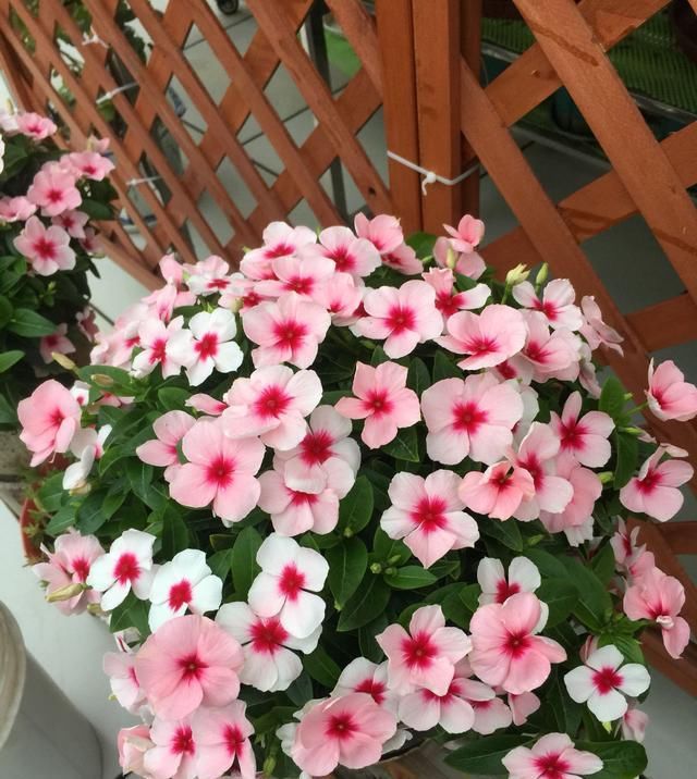 『室内』天天有花开,好看又好养,室内也能种,这种盆栽植物,很值得拥有