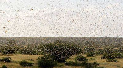  「灾害」这次蝗虫灾害会导致全球粮食短缺吗？会影响国内粮食价