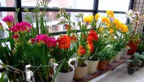  「凤仙花」适合阳台养的3种花，一年四季花开不停，你更喜欢哪一种？