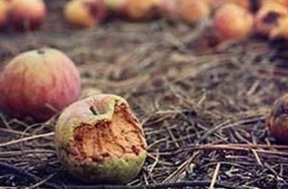  不能吃：今年村里又有人来收落果，这些果子又不能吃，为啥年年