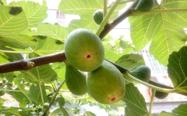 『昆虫』这种果树极易种植,当年结果,果味清香,生津止渴,老少皆宜