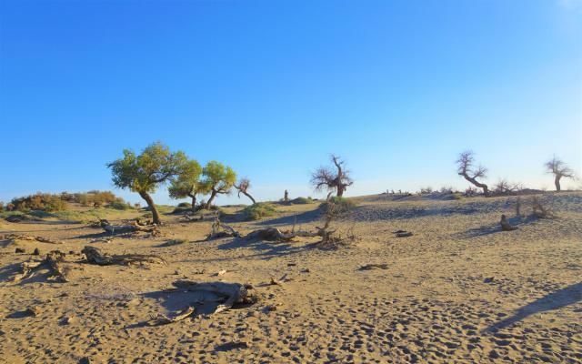 耐寒耐热的胡杨树,倒在戈壁沙漠,占地2000亩,额济纳另一种风景