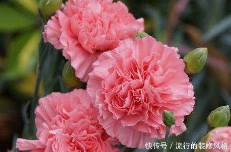 『轻松』家养康乃馨总是长不好,学会这三个小技巧,轻松开出大花球