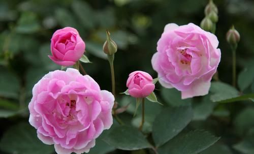  「大色」此花花大色艳，长势茂盛，容易爆盆形成花海