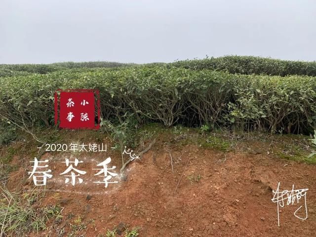  【S师傅】2020春茶笔记第八篇，从2016到2020年，看茶山茶农们的笑脸变化