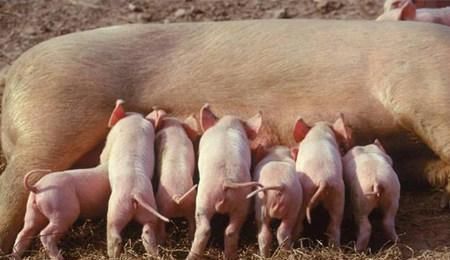  镇政府@很多人都想回农村养猪，那么想养50头猪需要办理什么手续