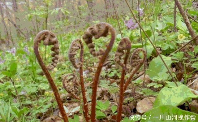 这种植物, 若遇到了，请别“连根拔起”, 当今真的好珍贵