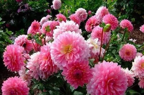  『代表着』花友选出了自己认为最美的50种花